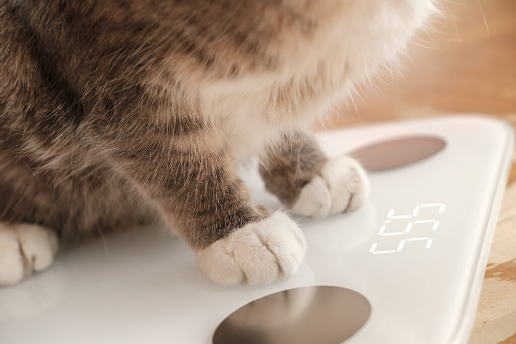 best smart scale